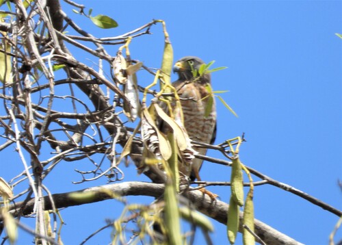 Roadside Hawk