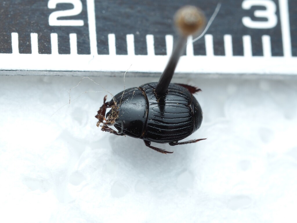 Atholus sedecimstriatus