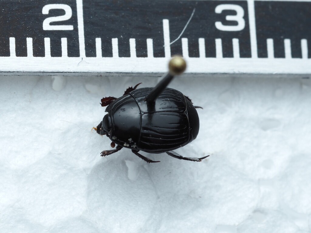Margarinotus faedatus