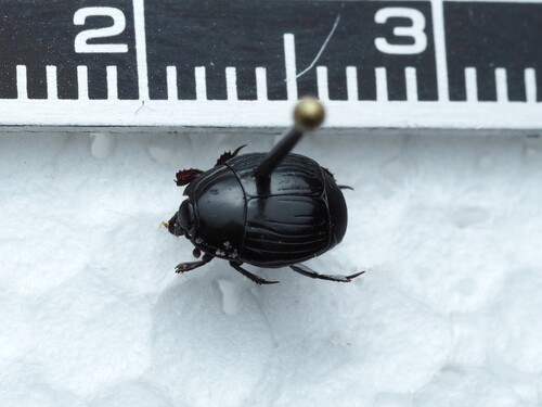 Margarinotus faedatus