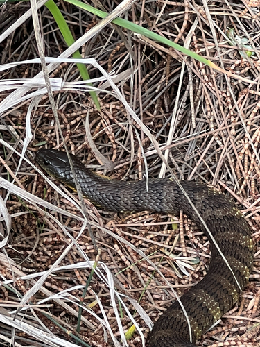 Tiger Snake sighting