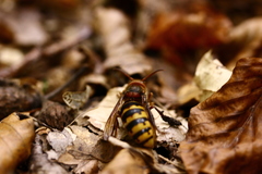 Vespa crabro