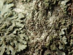 Myriolecis