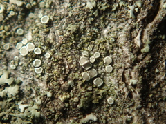 Myriolecis