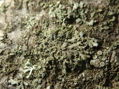 Phaeophyscia nigricans
