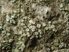 Myriolecis