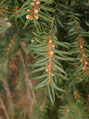 Taxus baccata