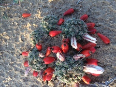 Mammillaria hutchisoniana louisae