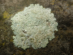 Protoparmeliopsis muralis