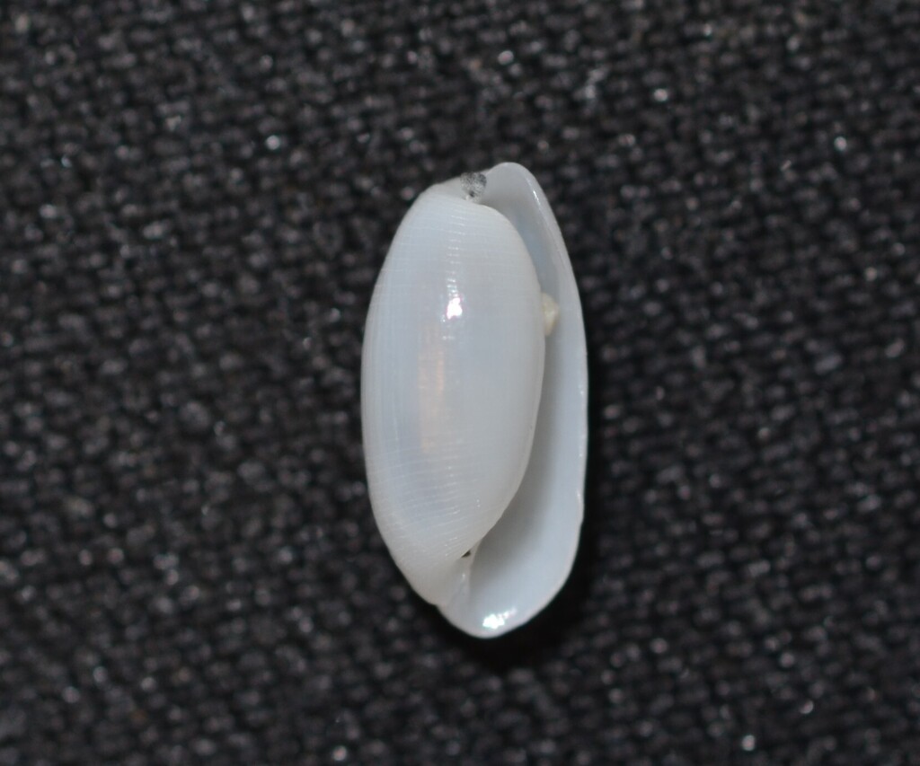 Slender Glassy-bubble