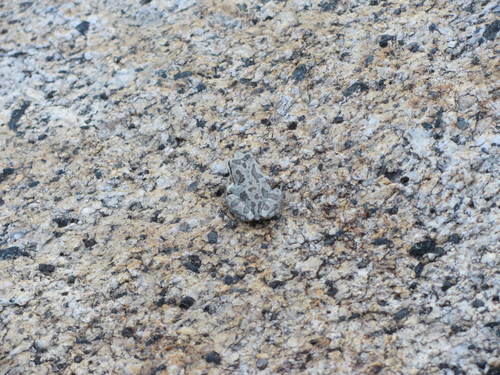 iNaturalist observation photo of Pacific chorus frog