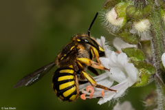 Anthidium manicatum