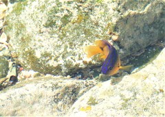 Stegastes rocasensis