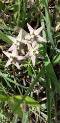 Asclepias gibba