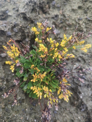 Limonium sinense iNat (1)