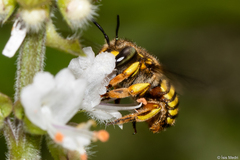 Anthidium manicatum