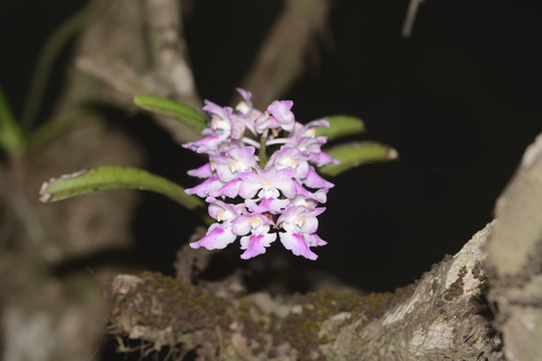 Image of Fox Brush Orchid (Aerides maculosa) by no rights reserved