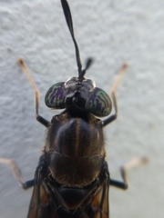 Hermetia illucens