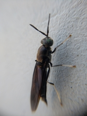 Hermetia illucens