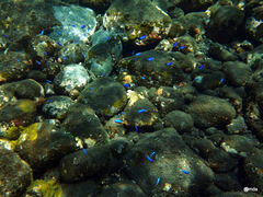 Pomacentrus auriventris