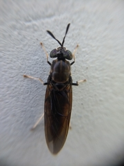 Hermetia illucens