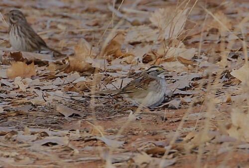White-throated Sparrow photographed in New Mexico