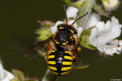 Anthidium manicatum