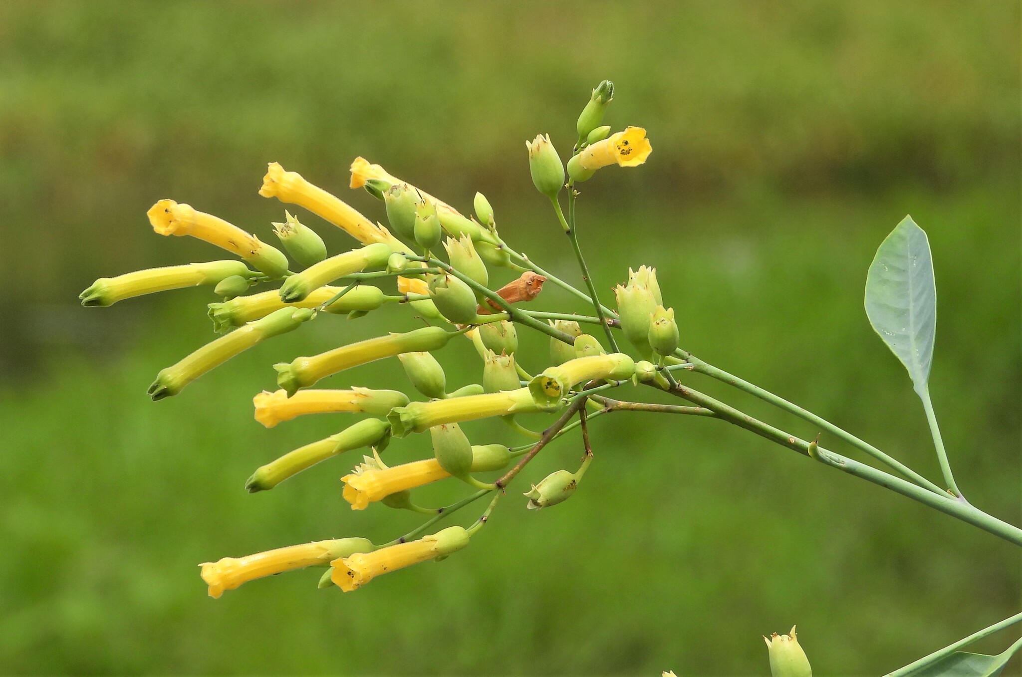 Nicotiana glauca