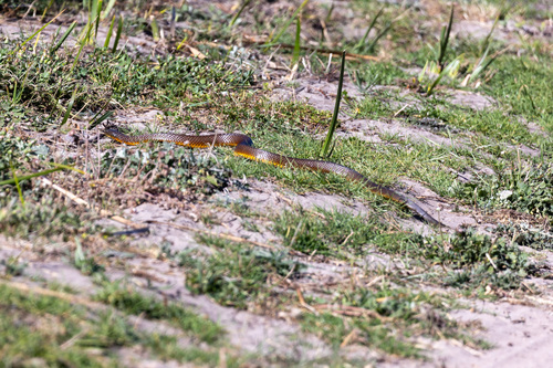 Tiger Snake sighting