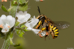 Anthidium manicatum