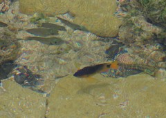 Stegastes rocasensis