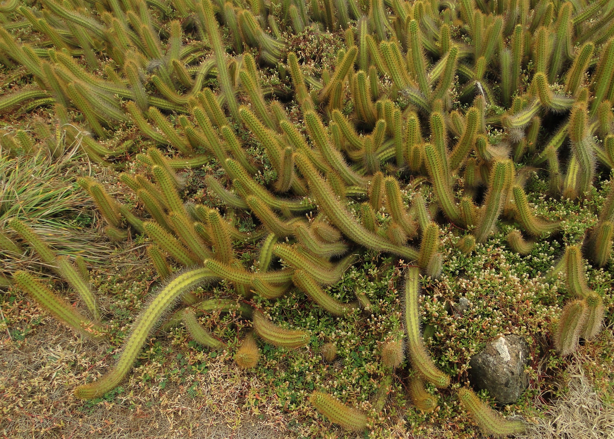 Cereus insularis