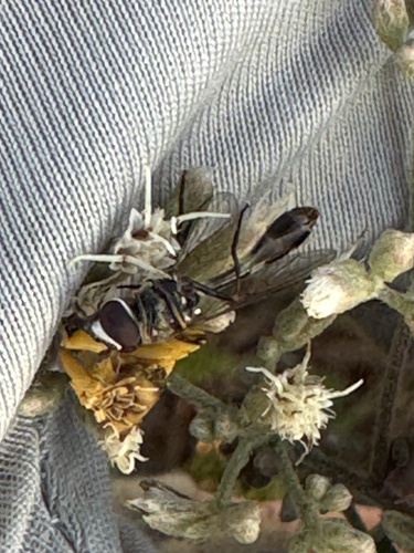 Unknown species found near Spencer Highway, Deer Park, TX, US