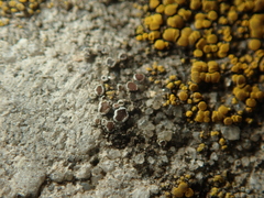 Myriolecis
