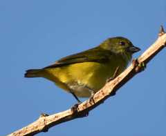 Euphonia affinis