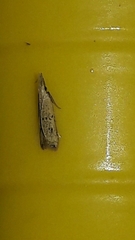 Dichomeridinae