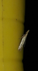 Dichomeridinae