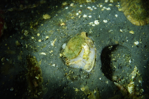 Emarginula striatula observed 2025-12-20