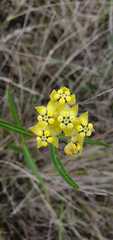 Asclepias woodii