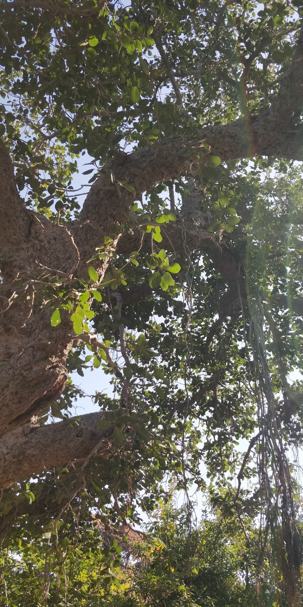True Kadamb (Mitragyna parvifolia)