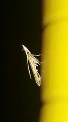 Dichomeridinae