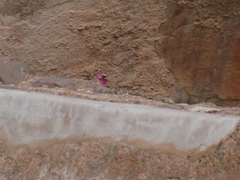 Carpodacus synoicus
