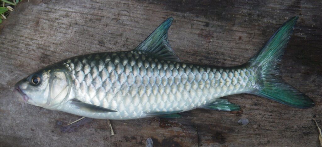 Labeobarbus trachypterus