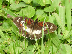 Junonia sophia
