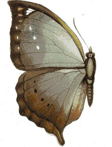 Jackson's Leaf Butterfly