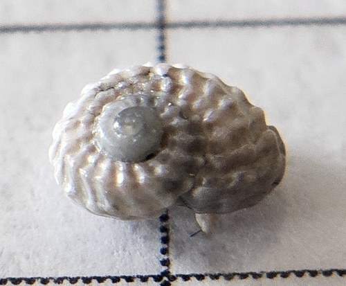 Pseudoliotia micans observed 2025-12-20