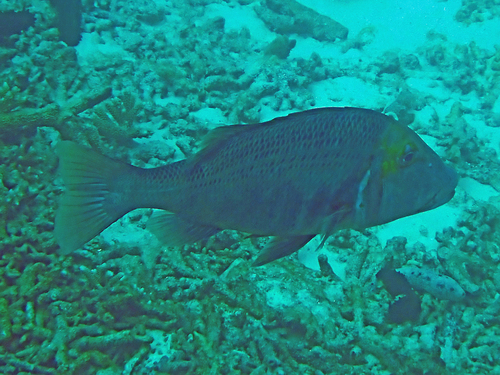 Emperor (Lethrinus miniatus) — Lethrinidae — 5