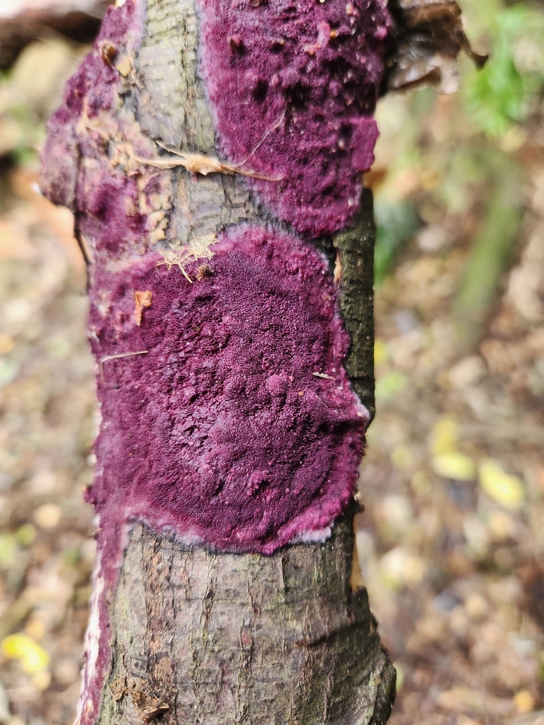 Byssomerulius psittacinus