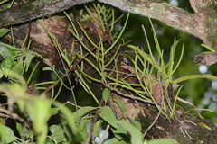 Luisia tristis