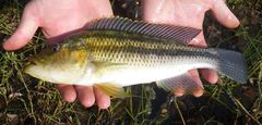 Brownspot Largemouth photo 1